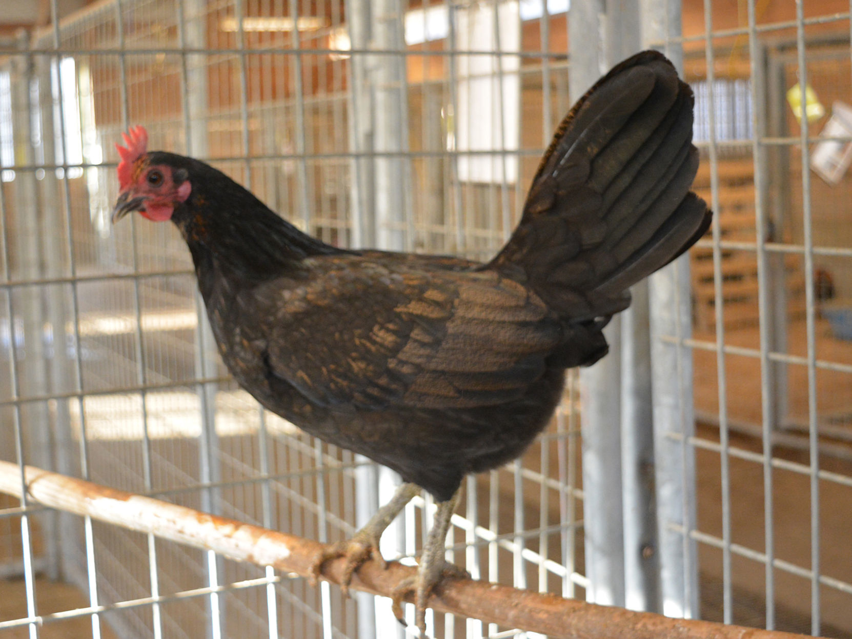 Last week's pet, still available: Clara